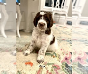 Newfypoo Puppy for sale in NEWTON, UT, USA