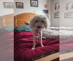Small Photo #7 Maltese-Unknown Mix Puppy For Sale in Las Vegas, NV, USA