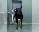 Small Doberman Pinscher
