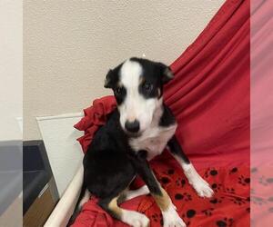 Border Collie Dogs for adoption in Modesto, CA, USA