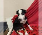 *BLOSSOM - Female Border Collie Dog for Adoption - Small photo
