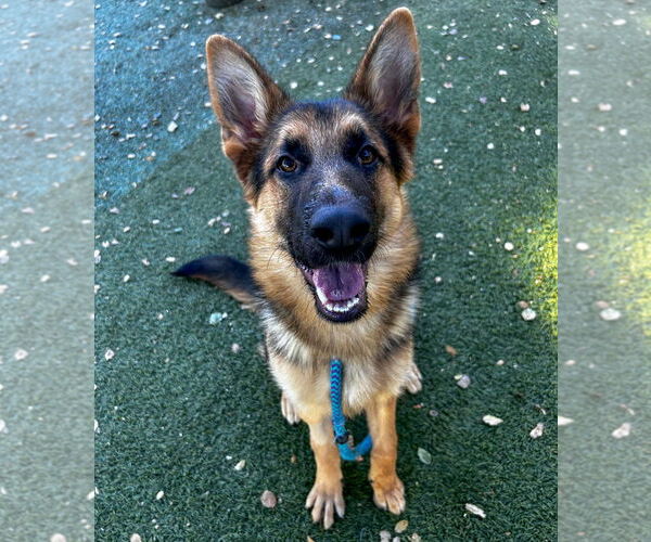 Medium Photo #3 German Shepherd Dog Puppy For Sale in Salinas, CA, USA