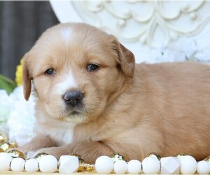 Golden Retriever Puppy for Sale in JONES, Michigan USA