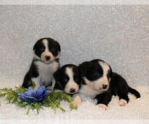 Border Collie Puppy for sale in STANLEY, WI, USA