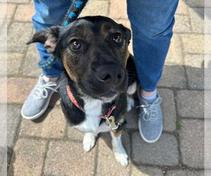 Mutt Dogs for adoption in Germantown, OH, USA