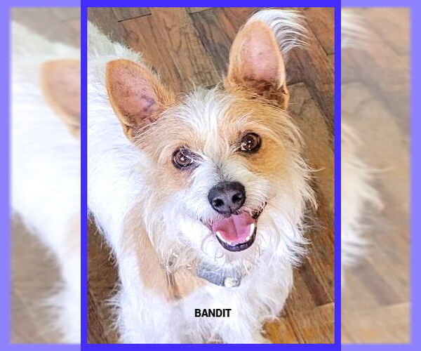 Medium Photo #3 Jack Russell Terrier-Unknown Mix Puppy For Sale in Granbury, TX, USA