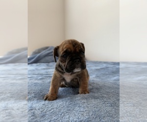 Bulldog Puppy for sale in NOKOMIS, FL, USA
