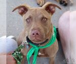 Small #13 Labrador Retriever Mix
