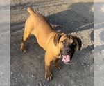 Small Photo #1 Boerboel Puppy For Sale in LITTLE ROCK, AR, USA