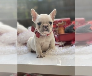 French Bulldog Puppies For Sale Near Daytona Beach Florida Usa Page 1 10 Per Page Puppyfinder Com