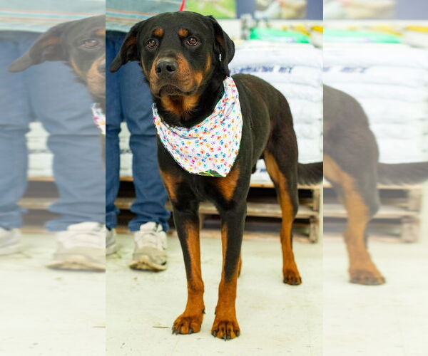 Medium Photo #4 Rottweiler Puppy For Sale in Hillsboro, NH, USA