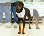 Small #3 Rottweiler