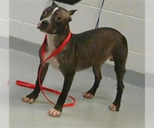 American Pit Bull Terrier-Unknown Mix Dogs for adoption in St. Cloud, FL, USA