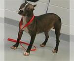 Small American Pit Bull Terrier Mix