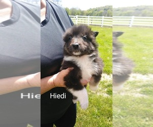 Border Collie Puppy for sale in FREDERICKSBG, OH, USA