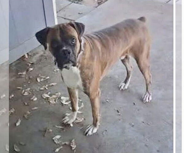 Medium Photo #4 Boxer Puppy For Sale in Austin, TX, USA