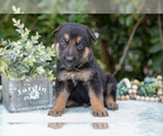 Small #1 German Shepherd Dog