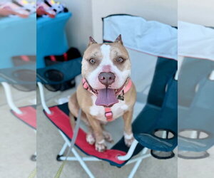 American Staffordshire Terrier-Unknown Mix Dogs for adoption in Spotsylvania, VA, USA