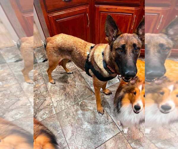 Medium Photo #9 Mutt Puppy For Sale in Imlay City, MI, USA