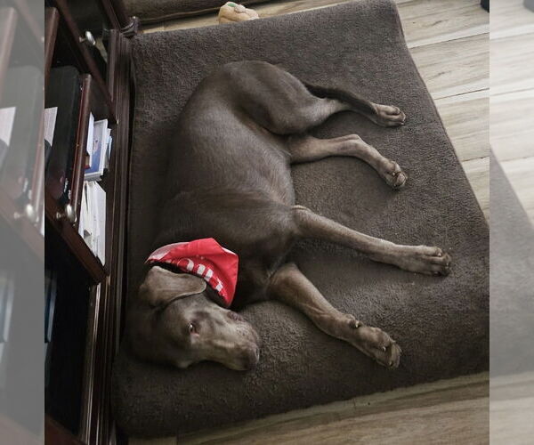 Medium Photo #3 Unknown-Weimaraner Mix Puppy For Sale in Oceanside, CA, USA