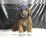 Image preview for Ad Listing. Nickname: Eminem AKC