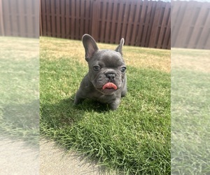 French Bulldog Puppy for sale in BENTONVILLE, AR, USA