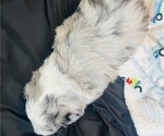 Small #16 Sheepadoodle