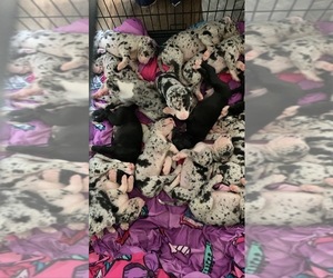 Great Dane Puppy for sale in VERSAILLES, MO, USA