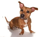 Small #1 Pembroke Welsh Corgi Mix