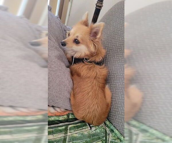 Medium Photo #3 Chihuahua Puppy For Sale in San Diego, CA, USA