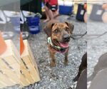 Small #8 Mountain Cur Mix