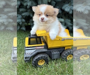 Pomeranian Puppy for sale in MIDDLEBURY, IN, USA