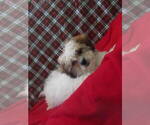 Small #4 Zuchon