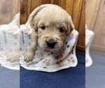 Small #5 Golden Retriever