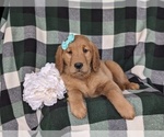 Small Photo #7 Golden Retriever Puppy For Sale in KIRKWOOD, PA, USA