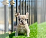 Small #16 French Bulldog