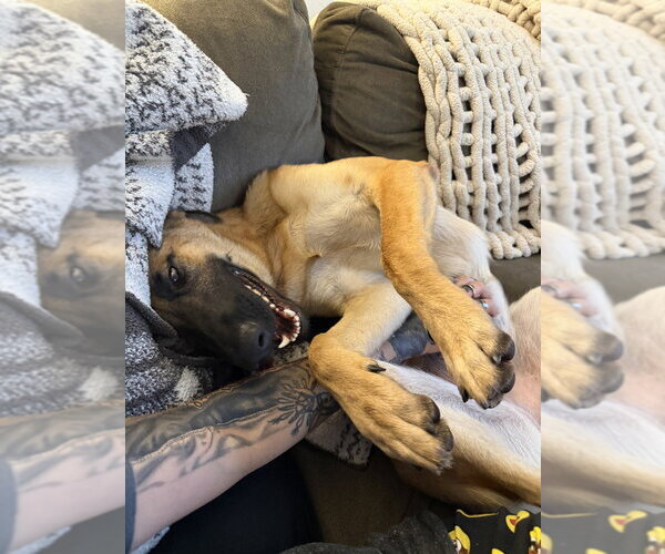 Medium Photo #6 German Shepherd Dog-Unknown Mix Puppy For Sale in Imlay City, MI, USA