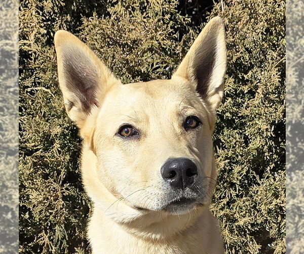 Medium Photo #5 Mutt Puppy For Sale in Albuquerque, NM, USA