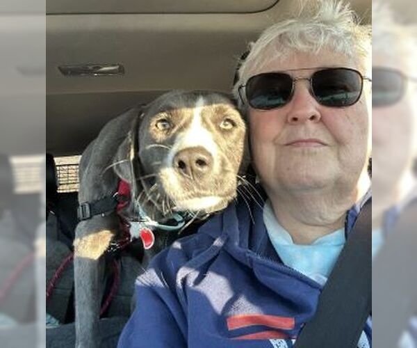 Medium Photo #4 Labrador Retriever-Unknown Mix Puppy For Sale in Mt. Laurel, NJ, USA