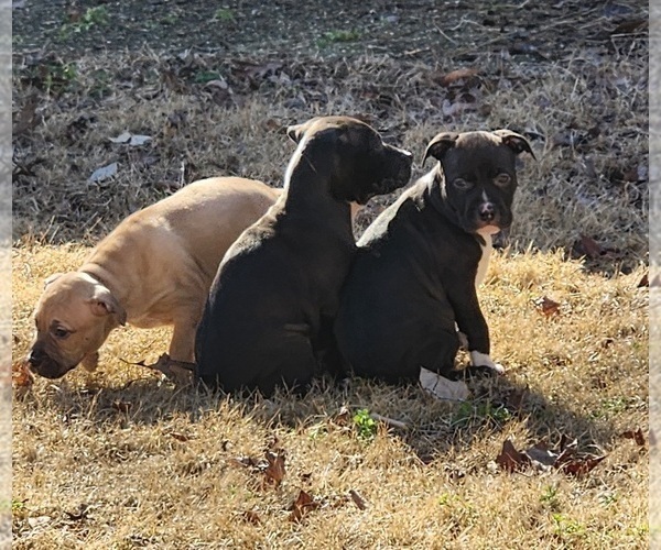 Medium Photo #6 American Pit Bull Terrier Puppy For Sale in GLN ALLN, VA, USA