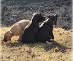Small Photo #6 American Pit Bull Terrier Puppy For Sale in GLN ALLN, VA, USA