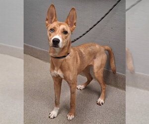 Siberian Husky-Unknown Mix Dogs for adoption in Las Vegas, NV, USA