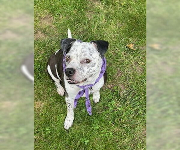 Medium Photo #9 American Pit Bull Terrier-Unknown Mix Puppy For Sale in Oakhurst, NJ, USA