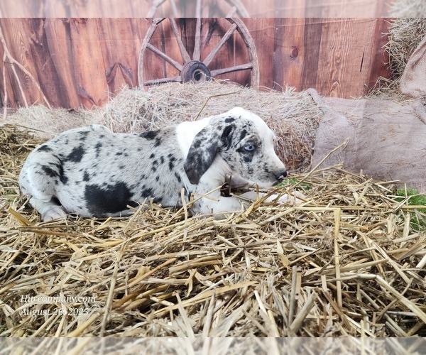 Medium Photo #1 Catahoula Leopard Dog Puppy For Sale in CUMBY, TX, USA