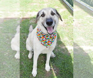 Great Pyrenees-Unknown Mix Dogs for adoption in McKinney, TX, USA