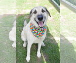 Small Great Pyrenees Mix