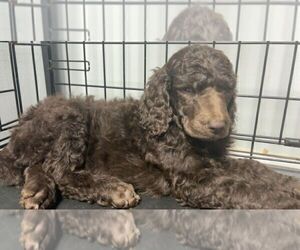 Poodle (Standard) Puppy for sale in NEWFIELD, NJ, USA