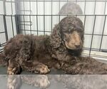 Small Photo #1 Poodle (Standard) Puppy For Sale in NEWFIELD, NJ, USA