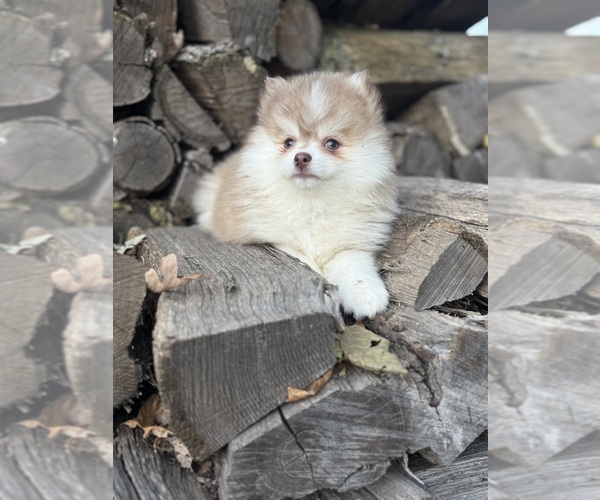 Medium Photo #8 Pomsky Puppy For Sale in STAPLES, MN, USA