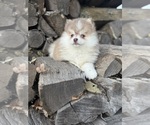 Small #7 Pomsky